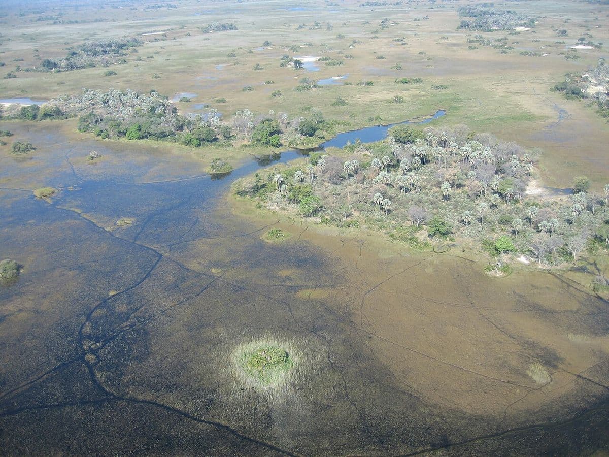 Internet in Botswana: the Okavango Delta, Chobe and the Kalahari (2026)